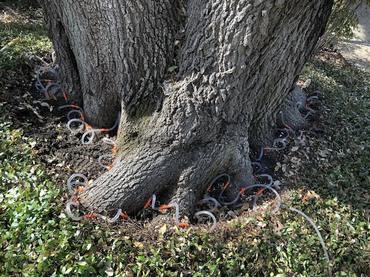 Detailed Tree Cabling and Bracing job site in Dalbo