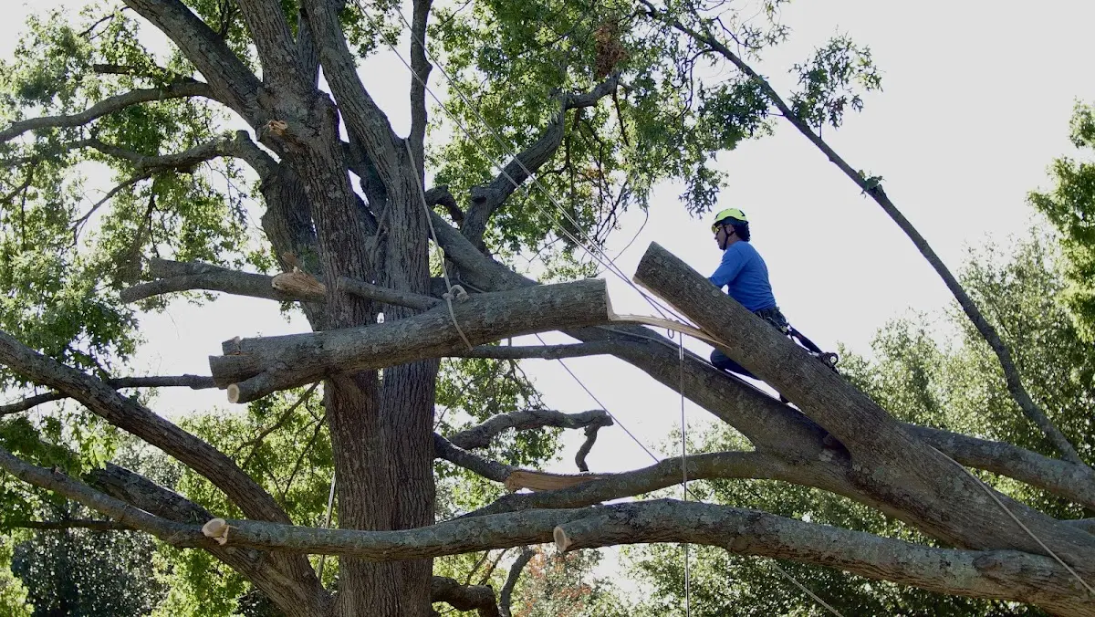 Professional Crown Thinning performed by certified arborists in Dalbo